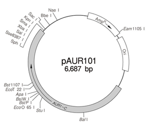 酵母菌穿梭载体pAUR101 DNA