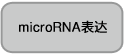 哺乳动物细胞表达载体pBApo-EF1α Pur DNA