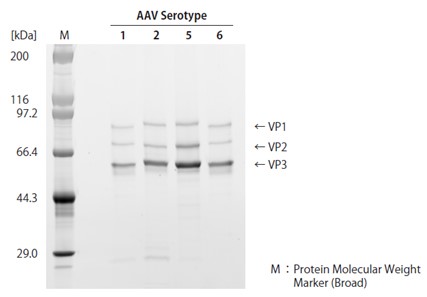 病毒提取缓冲液AAVpro&reg; Freeze-Thaw Extraction Buffer (All Serotypes)