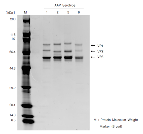 AAV病毒纯化 AAVpro&reg; Cell & Sup. Purification Kit Maxi (All Serotypes)