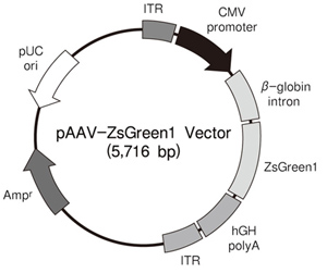AAV表达载体pAAV-ZsGreen1 Vector