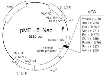 逆转录病毒载体pMEI-5 Neo DNA