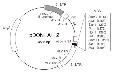 逆转录病毒载体pDON-AI-2 DNA