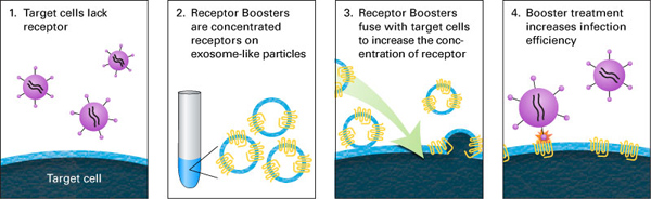 单嗜性受体增强剂Ecotropic Receptor Booster