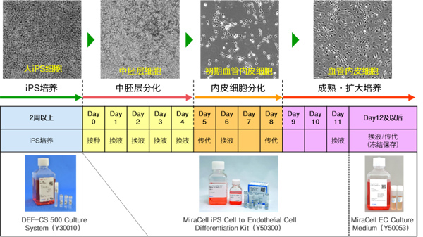 iPS向血管内皮细胞定向分化系统iPS Cell to Endothelial Cell Differentiation System