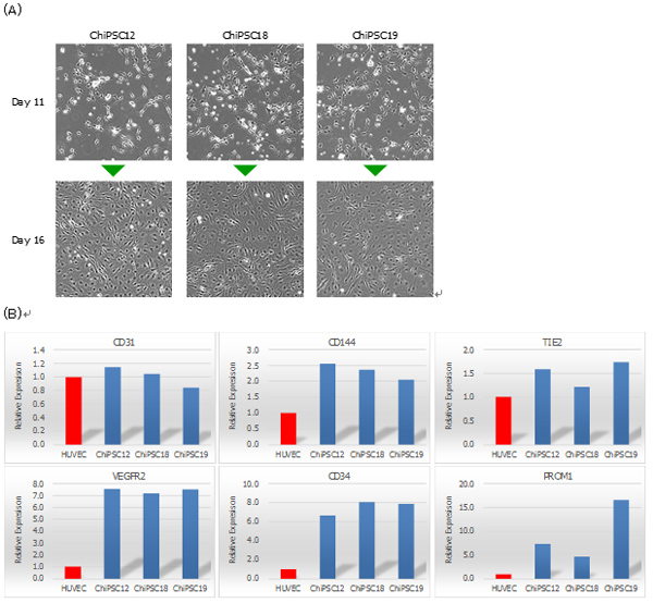 iPS向血管内皮细胞定向分化系统iPS Cell to Endothelial Cell Differentiation System