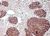 抗人类细胞质蛋白的小鼠抗体Stem121