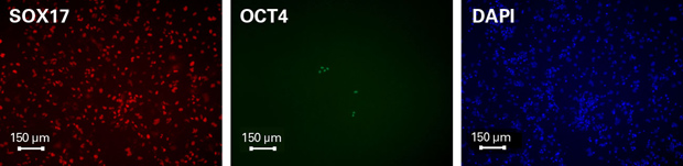 内胚层干细胞Human Stem Cell Derived Definitive Endoderm Cells