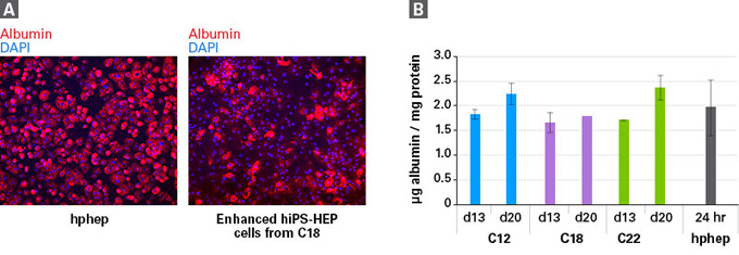 肝细胞Human Stem Cell Derived Hepatocytes