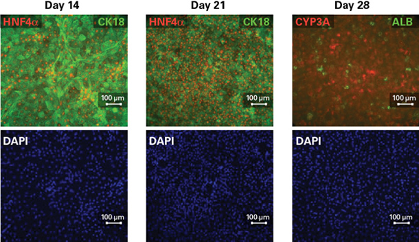 iPS向肝脏细胞定向分化操作系统iPS Cell to Hepatocyte Differentiation System