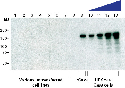 Cas9蛋白质检测抗体