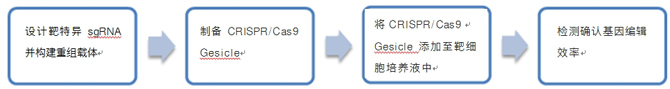 Cas9-sgRNA细胞纳米囊泡制备
