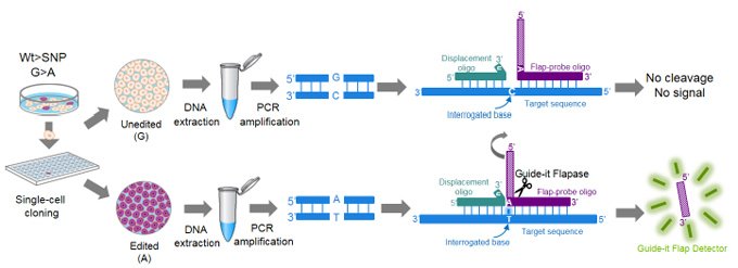 基因编辑后高通量SNP筛选