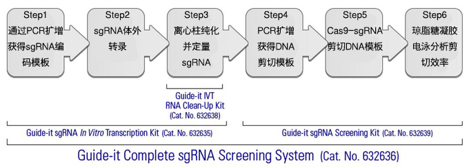 sgRNA体外转录和筛选