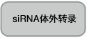 shRNA表达载体pBAsi vector series