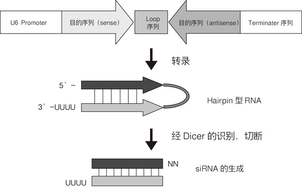 shRNA表达载体pBAsi vector series