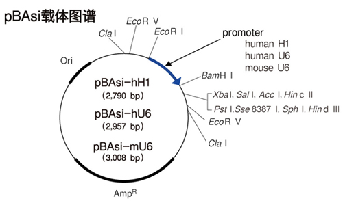 shRNA表达载体pBAsi vector series