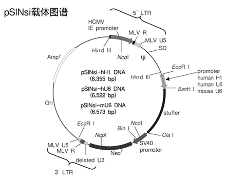 shRNA表达载体pSINsi vector series