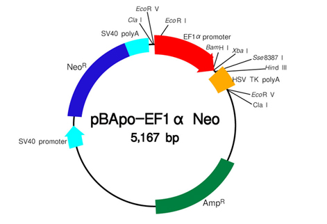 基因表达载体pBApo-EF1α Neo DNA