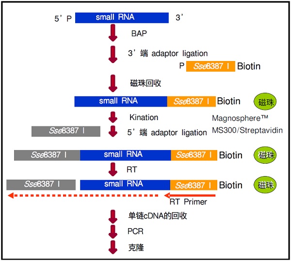 Small RNA克隆Small RNA Cloning Kit