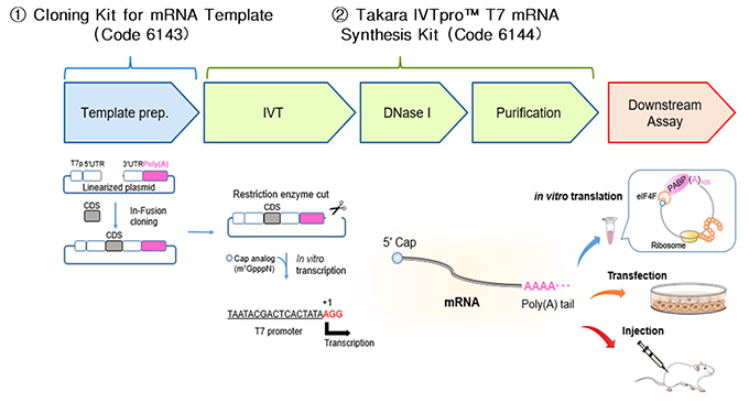 mRNA体外转录试剂盒Takara IVTpro&trade; mRNA Synthesis System