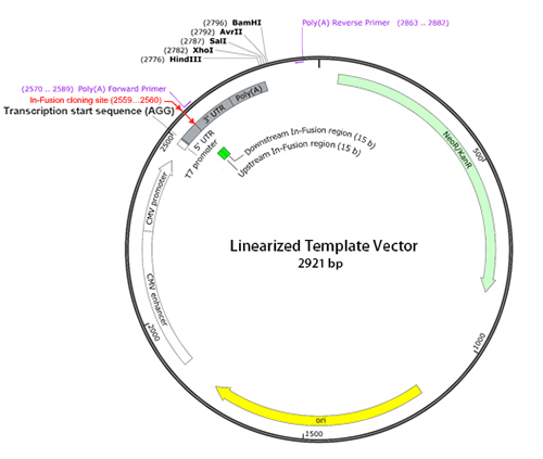 mRNA体外转录试剂盒Takara IVTpro&trade; mRNA Synthesis System