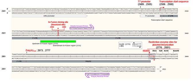 mRNA体外转录试剂盒Takara IVTpro&trade; mRNA Synthesis System