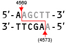 mRNA体外转录试剂盒Takara IVTpro&trade; mRNA Synthesis System