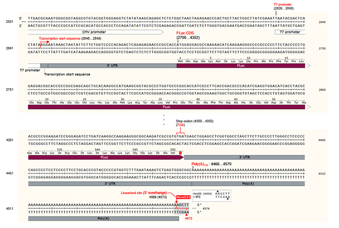 mRNA体外转录试剂盒Takara IVTpro&trade; mRNA Synthesis System