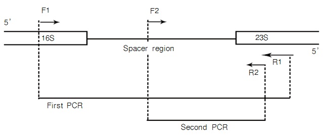 支原体检测试剂盒TaKaRa PCR Mycoplasma Detection Set