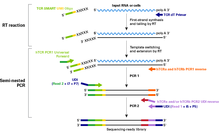 人TCR分析SMART-Seq Human TCR (with UMIs)