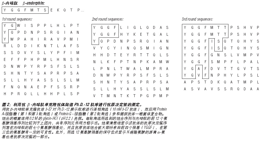 Ph.D.-12 噬菌体展示肽库试剂盒（停产有替代）                               #E8110S 10 次淘选实验