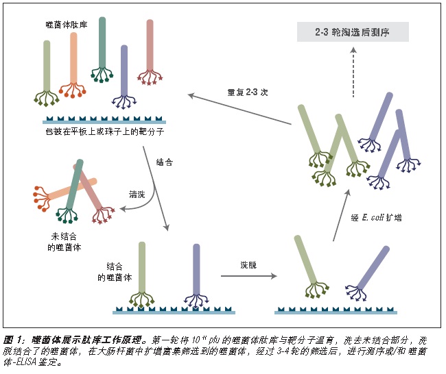 Ph.D.-7 噬菌体展示肽库试剂盒(停产有替代)                               #E8100S 10 次淘选实验