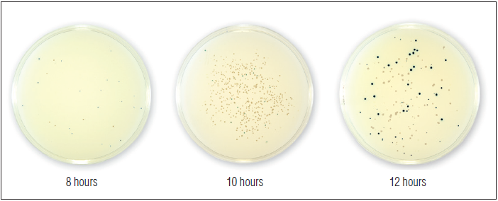 NEB Turbo E. coli 感受态细胞(高效级) #C2984H 20 x 0.05 ml