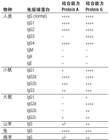 Protein G 磁珠                               #S1430S 1 ml