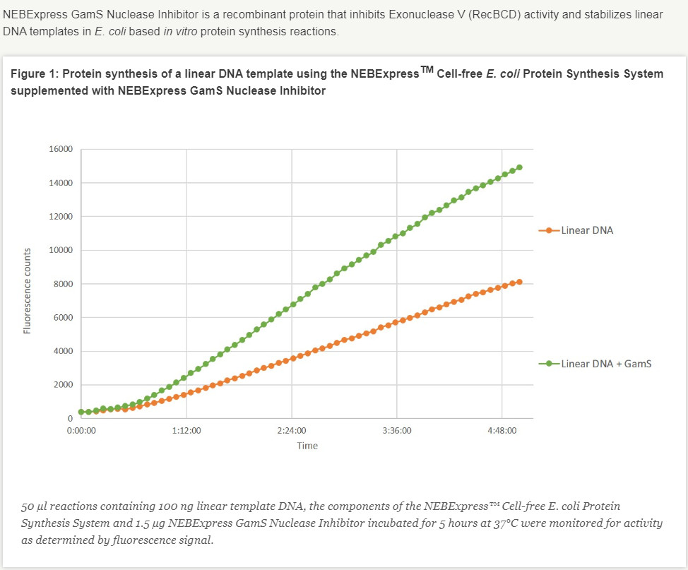 NEBExpress™GamS Nuclease Inhibitor                                  #P0774S 75 µg