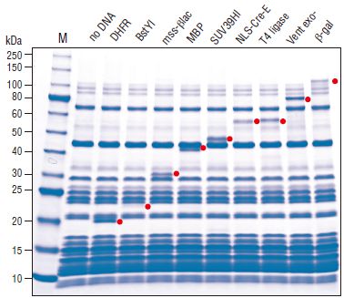 E. coli 核糖体                               #P0763S 1mg