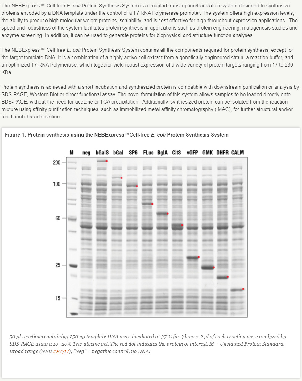 NEBExpress™ Cell-free E. coli Protein Synthesis System                               #E5360L 100 rxns