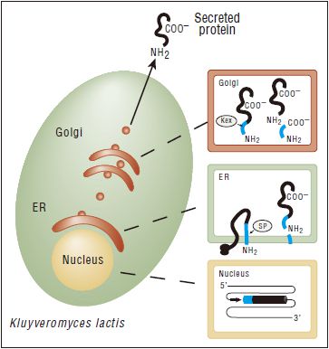 K. lactis GG799 感受态细胞                               #C1001S 5 次反应