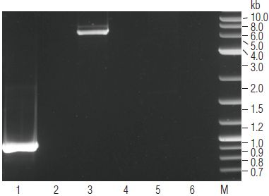 ProtoScript®  cDNA 第一链合成试剂盒                                #E6300L 150 次反应