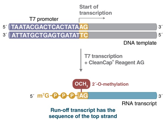 HiScribe™ T7 mRNA 合成试剂盒(含 CleanCap® Reagent AG) #E2080S 20 次反应