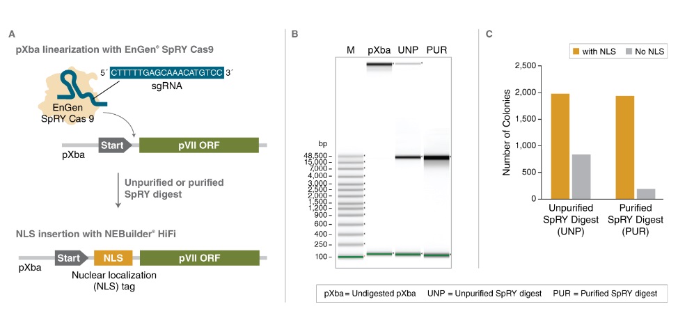 EnGen® SpRY Cas9 核酸酶                               #M0669M 2500 pmol