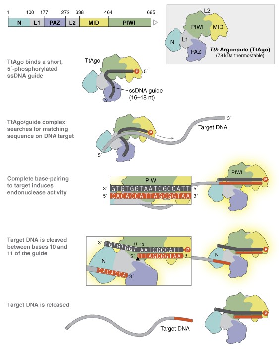 Tth Argonaute 蛋白 (TtAgo)                                #M0665S 50 pmol