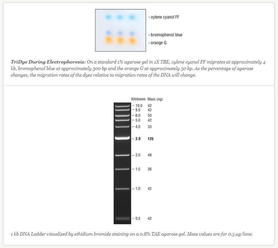 TriDye 1 kb DNA Ladder                               #N3272S 125 gel lanes