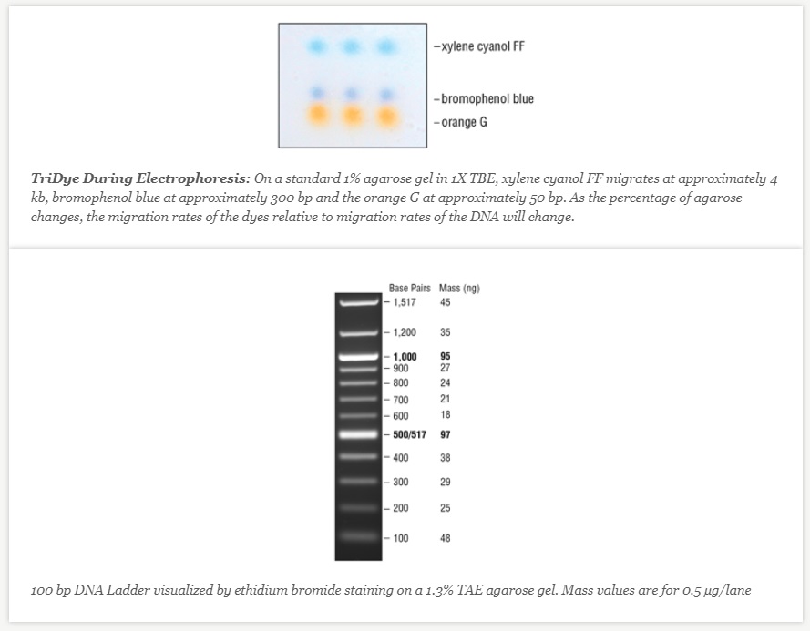 TriDye 100 bp DNA Ladder                               #N3271S 125 gel lanes