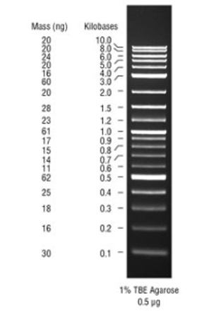 1 kb Plus DNA Ladder，用于安全染料凝胶                               #N0559S 125-250 gel lanes