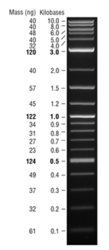 Quick-Load  Purple 1 kb Plus DNA Ladder                               #N0550L 375-750 gel lanes