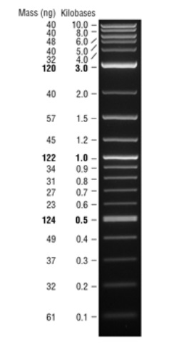 Quick-Load 1 kb Plus DNA Ladder                               #N0469S 125–250 gel lanes