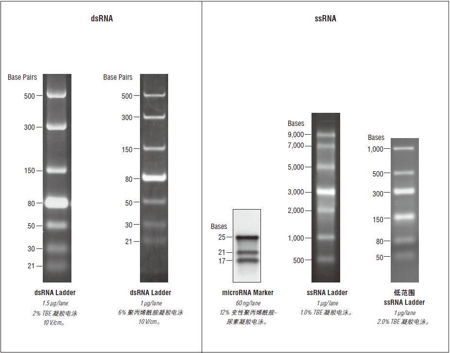 dsRNA Ladder                               #N0363S 25 gel lanes