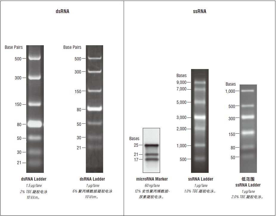 ssRNA Ladder                               #N0362S 25 gel lanes